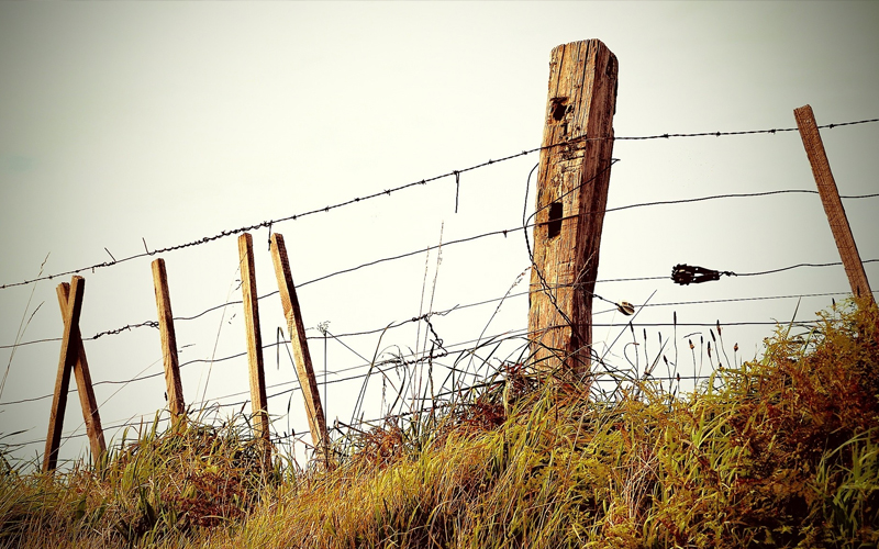 Дальневосточный гектар